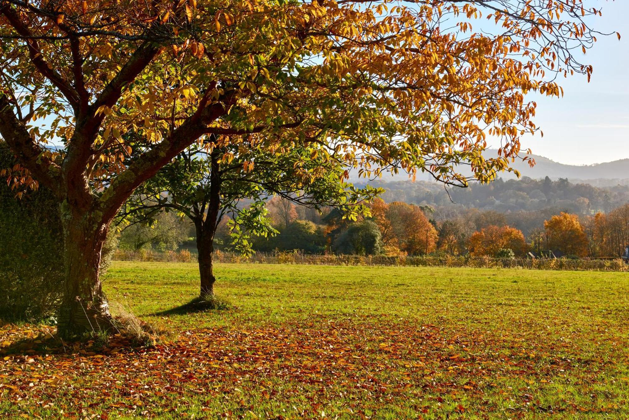 Garden Flat Near Goodwood With Stunning Views Lägenhet Petersfield Exteriör bild